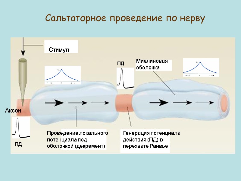 Стимул Миелиновая оболочка Аксон Проведение локального потенциала под оболочкой (декремент) Генерация потенциала действия (ПД)